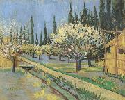 Vincent Van Gogh Orchard in Blossom,Bordered by Cypresses (nn04) oil